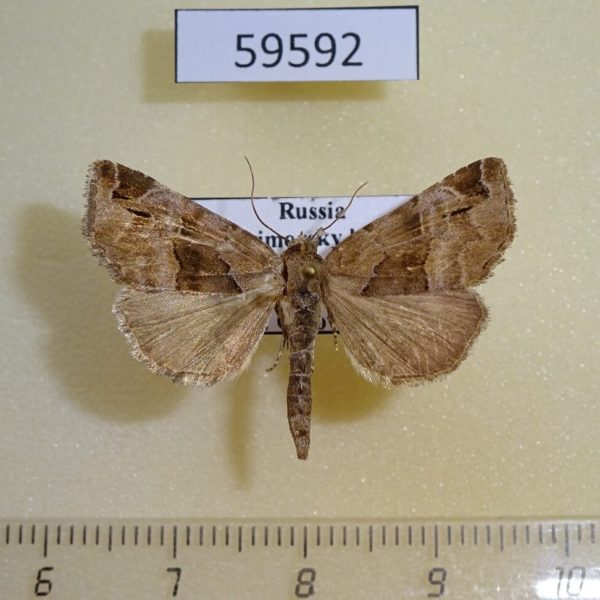 Noctuidae Niphonyx segregata Primorye