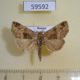 59592p Noctuidae Niphonyx segregata Primorye $5