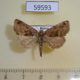 59593p Noctuidae Niphonyx segregata Primorye $5