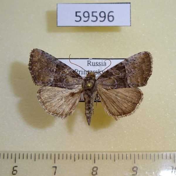 Noctuidae Eucarta arcta f Primorye