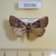59596p Noctuidae Eucarta arcta f Primorye $6