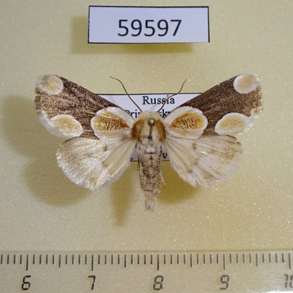 Noctuidae Cymatophoropsis trimaculata Primorye