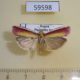 59598p Pyralidae Oncocera semirubella Primorye $4