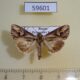 59601p Noctuidae Actinotia polyodon Primorye $4