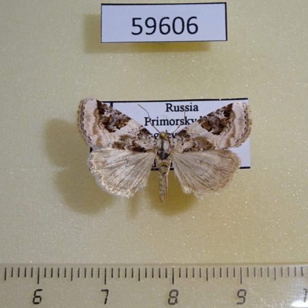 Noctuidae Pseudeustrotia candidula Primorye