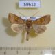 59612p Noctuidae Amphipoea sp. Transbaikal reg. $3
