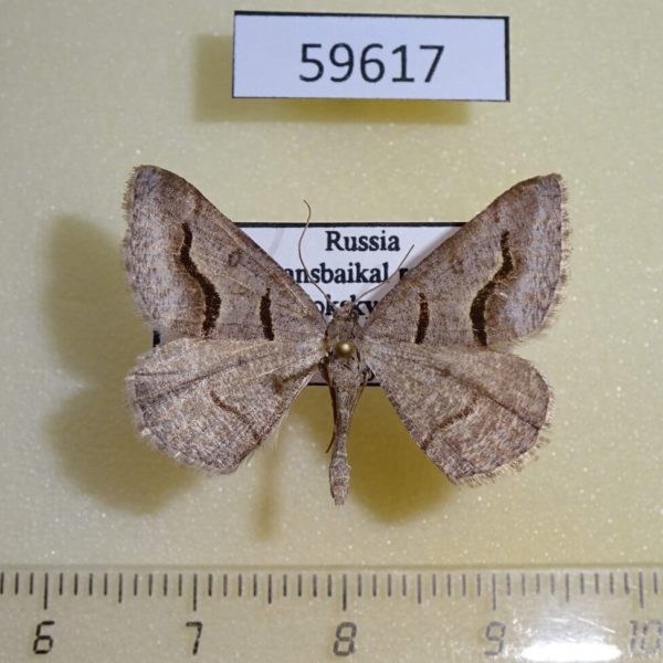 Geometridae Digrammia rippertaria Transbaikal reg.