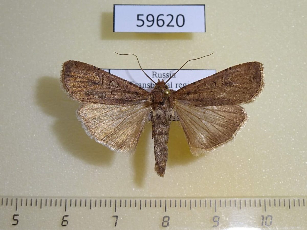 Noctuidae Euxoa ochrogaster Transbaikal reg. - Fareastinsects