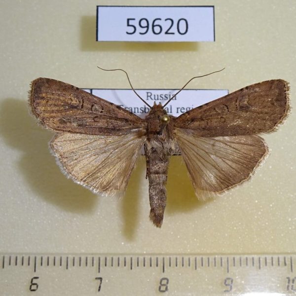 Noctuidae Euxoa ochrogaster Transbaikal reg.