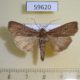 59620p Noctuidae Euxoa ochrogaster Transbaikal reg. $4