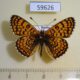 59626p Nymphalidae Militaea cinxia Khakassia rep. $5