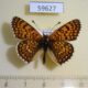59627p Nymphalidae Militaea cinxia Khakassia rep. $5