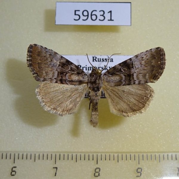 Noctuidae Eucarta arcta Primorye