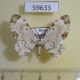 59633p Geometridae Tyloptera bella Primorye $6