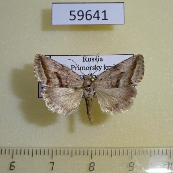 Noctuidae Phyllophila obliterata Primorye