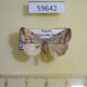 59642p Noctuidae Phyllophila obliterata Primorye $5