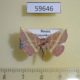 59646p Noctuidae Naganoella timandra Primorye $5