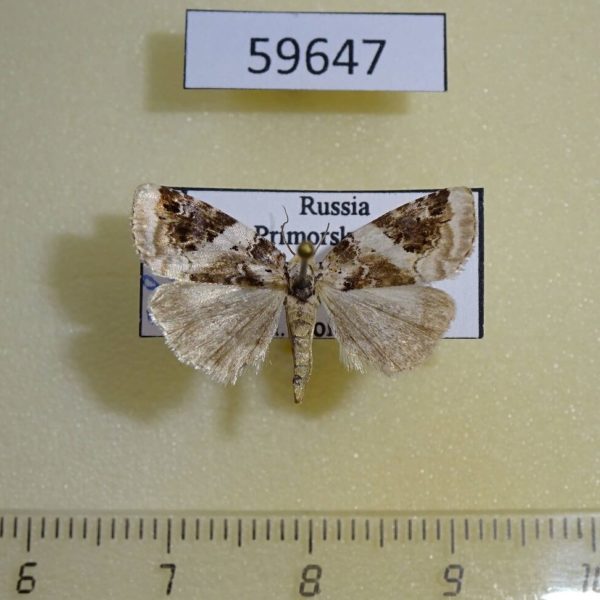 Noctuidae Pseudeustrotia candidula Primorye