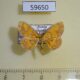 59650p Geometridae Scardamia aurantiacaria Primorye $4
