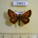 59651p Hesperidae Ochloides ochracea Primorye $4