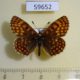 59652p Nymphalidae Mellicta centralasiae Khakassia rep. $4