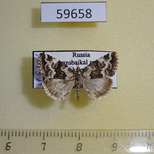 Noctuidae Deltote deceptoria Transbaikal reg.