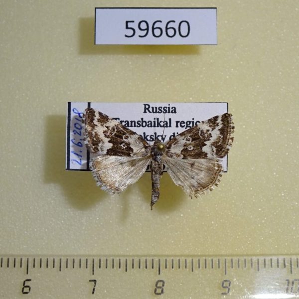 Noctuidae Deltote deceptoria Transbaikal reg.