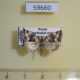 59660p Noctuidae Deltote deceptoria Transbaikal reg. $4