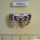 59661p Noctuidae Deltote deceptoria Transbaikal reg. $6