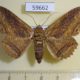 59662p Noctuidae Zale lunata Dominicana $6
