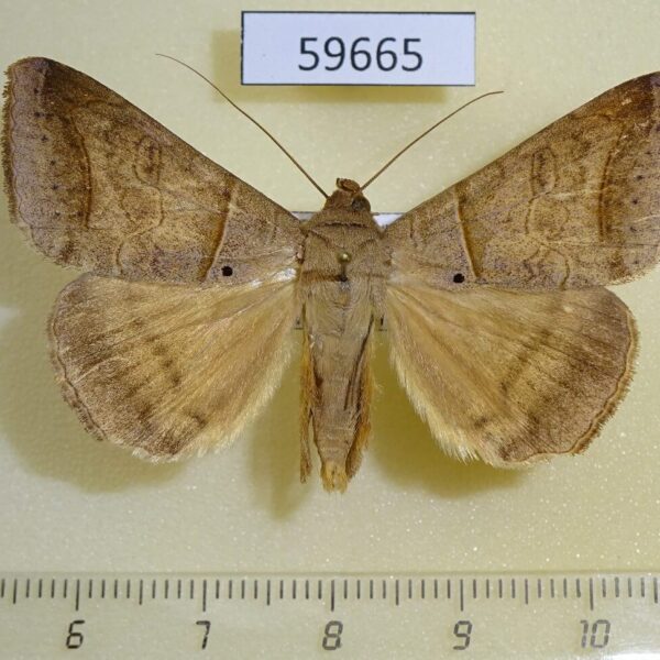 Noctuidae Mocis marcida Dominicana