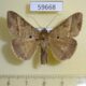 59668p Noctuidae Mocis latipes Dominicana $6
