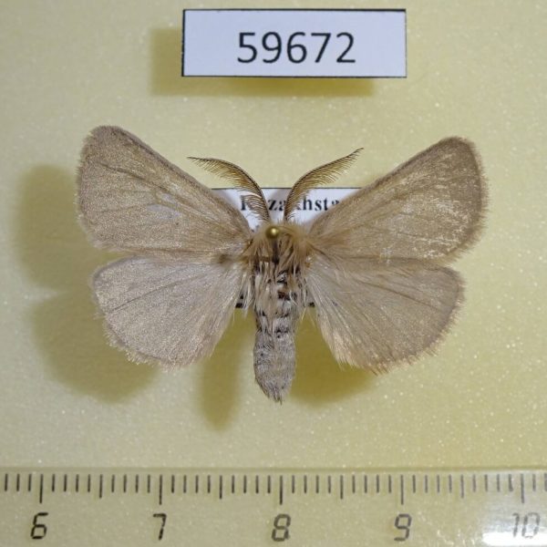 Lymantridae Leucoma sartus Kazakhstan
