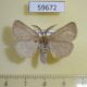 59672p Lymantridae Leucoma sartus Kazakhstan $6
