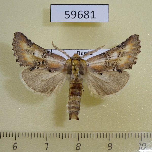 Notodontiidae Pterotes eugenia Tyva rep.