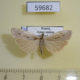 59682p Arctiidae Pelosia muscerda Amur reg. $10