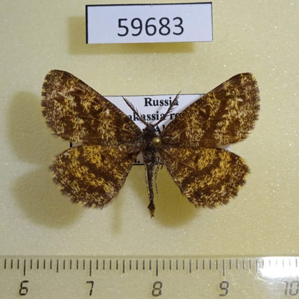 Geometridae Ematurga atomaria Khakassia rep.