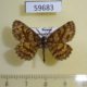 59683p Geometridae Ematurga atomaria Khakassia rep. $4