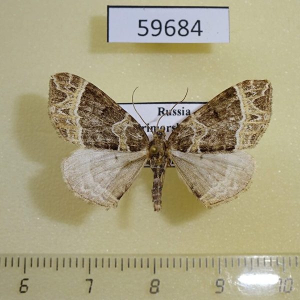 Geometridae Ecliptopera silaceata Primorye