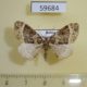 59684p Geometridae Ecliptopera silaceata Primorye $4