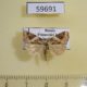 59691p Noctuidae Pseudeustrotia candidula Primorye $6