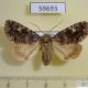 59693p Noctuidae Anacronicta caliginea Evreiskaya AO $7