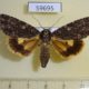 59695p Noctuidae Acronicta catocaloida Primorye $7