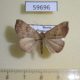 59696p Noctuidae Hypena tamsi f Primorye $4