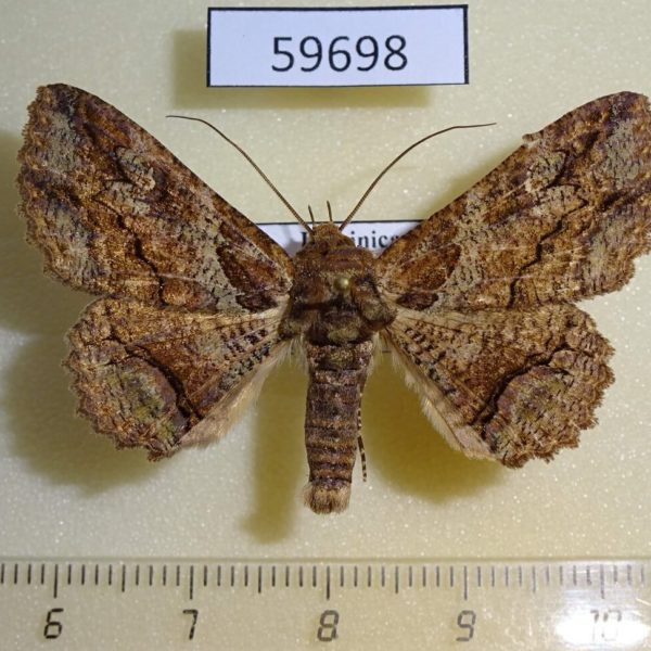 Noctuidae Zale lunata Dominicana