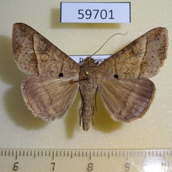 Noctuidae Mocis latipes Dominicana