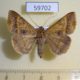 59702p Noctuidae Mocis latipes Dominicana $6