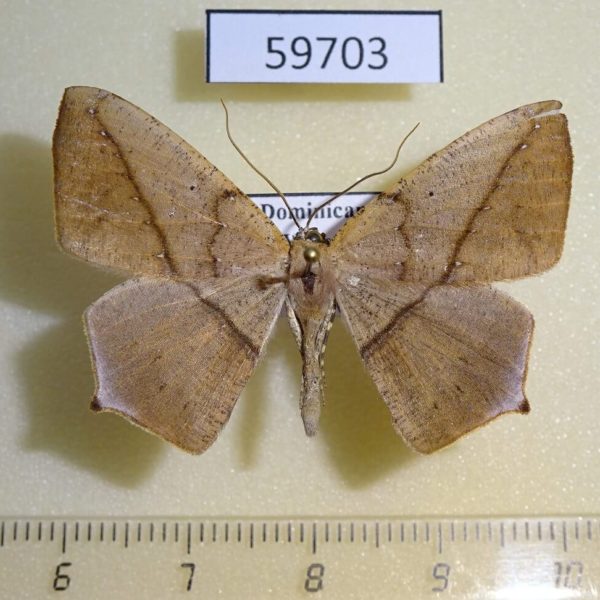 Geometridae Prochoerodes sp. marciana Dominicana