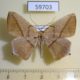 59703p Geometridae Prochoerodes sp. marciana Dominicana $5
