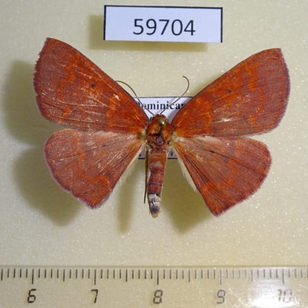 Geometridae Ilexia intractata Dominicana